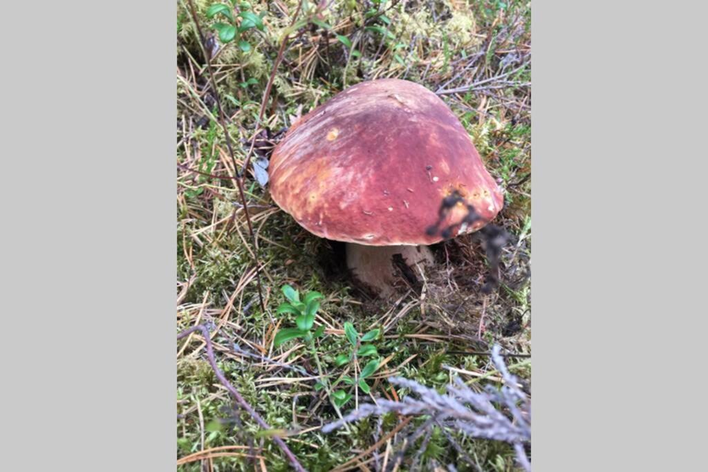 شقة Projekt Schwedenalm Furudal المظهر الخارجي الصورة