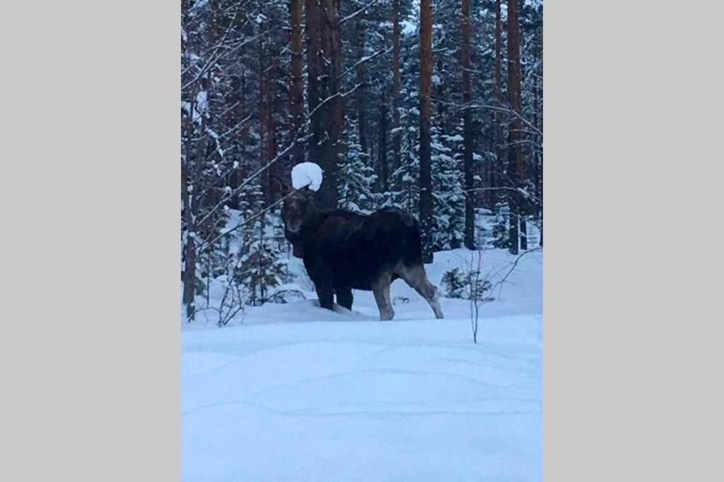 شقة Projekt Schwedenalm Furudal المظهر الخارجي الصورة